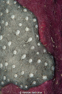 Reef texture on the pier wood. by Mehmet Salih Bilal 
